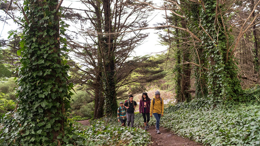 The image shows a group of four people walking along a dirt path in a lush forest setting. Tall trees with thin trunks and sprawling branches are covered with dense green ivy, creating a rich canopy overhead. The ground is carpeted with leafy vegetation, adding to the verdant atmosphere. The group is mid-stride, moving along the path, with a sense of companionship and exploration. They are dressed in casual hiking attire, suitable for a forest trek. Sunlight filters through the trees.