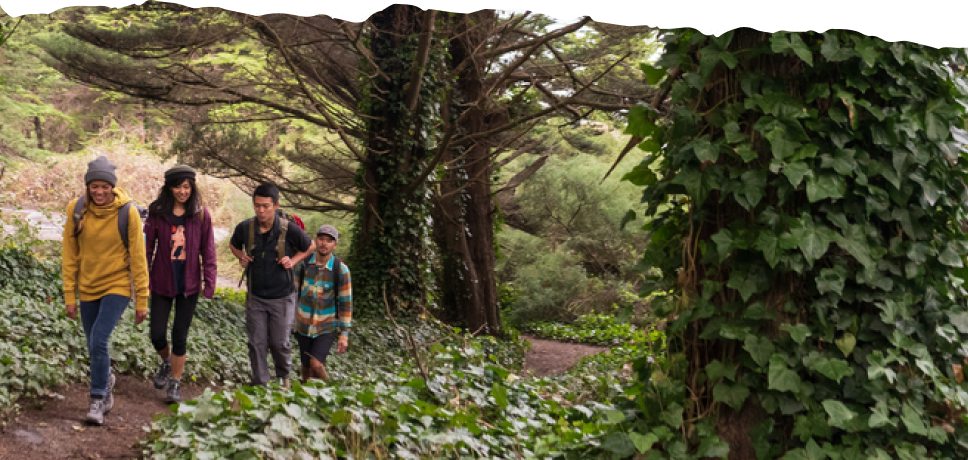 Four friends with day packs hike on a path through a vine-covered forest under an overcast sky.