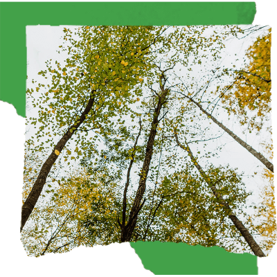 The treetop view of early autumn yellow and green leaves.